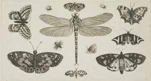 Vážka, berušky a motýli z Diversae Insectorum...Figurae od Wenceslaus Hollar