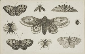 Můra, motýli a včely od Wenceslaus Hollar