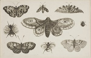 Můra, motýli a včely od Wenceslaus Hollar
