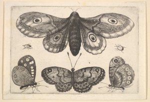 Můra, tři motýli a dva brouci, 1646. od Wenceslaus Hollar