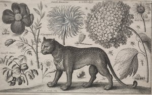 Zvířata a rostliny: Leopard s rostlinami a hmyzem, 1662. od Wenceslaus Hollar