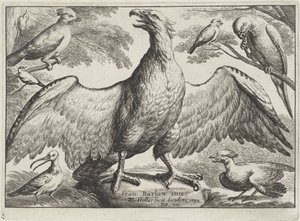 Orel Různí ptáci (název série) od Wenceslaus Hollar