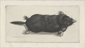 mrtvý krtek od Wenceslaus Hollar