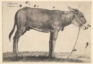 Osel, 1649. od Wenceslaus Hollar