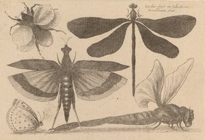 Vážky a Bumble Bee, 1646. od Wenceslaus Hollar