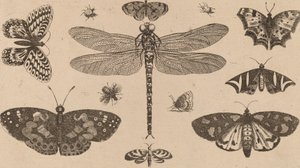 Vážka, berušky a motýli. od Wenceslaus Hollar