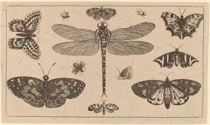 Vážka, berušky a motýli od Wenceslaus Hollar