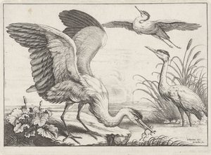 tři volavky Druh Diversae avium (název série) Různí ptáci (název série) od Wenceslaus Hollar