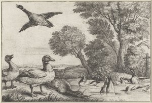 Kachny Druh Diversae avium (název série) Různí ptáci (název série) od Wenceslaus Hollar