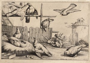 Osm holubic. stát 1 od Wenceslaus Hollar