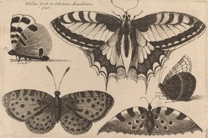 Pět motýlů, 1646. od Wenceslaus Hollar