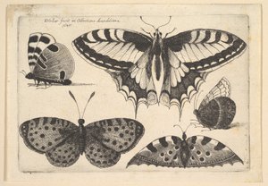 Pět motýlů, 1646. od Wenceslaus Hollar