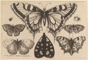 Pět motýlů, můra, brouk a pavouk od Wenceslaus Hollar