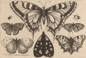 Pět motýlů, můra a dva brouci, 1646. od Wenceslaus Hollar