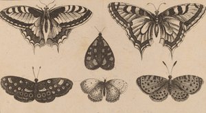 Pět motýlů a můra. od Wenceslaus Hollar