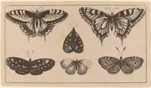 Pět motýlů a můra od Wenceslaus Hollar