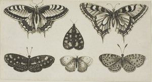 Pět motýlů a můra od Wenceslaus Hollar