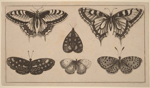 Pět motýlů a můra od Wenceslaus Hollar