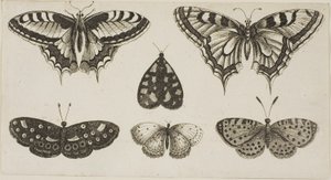 Pět motýlů a můra od Wenceslaus Hollar