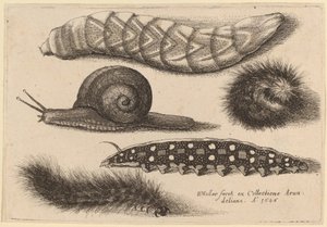 Four Caterpillars and a Snail   1236051   cs       czech Successfully Translated  Original: Watermill Translat: Watermill 1288452 cs czech Successfully Translated Original: Gezicht op woningen en antieke ruïnes aan rand van stad Italiaanse landschappen (se od Wenceslaus Hollar