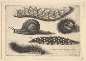 Čtyři housenky a šnek, 1646. od Wenceslaus Hollar