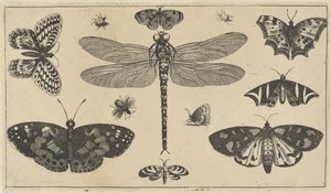 Vážka, berušky a motýli Různý hmyz (název série) Diversae Insectorum (název série) od Wenceslaus Hollar