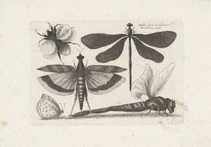 Vážky, motýl a čmelák Hmyz (název série) Muscarum Scarabeorum (název série) od Wenceslaus Hollar