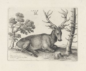 Ležící jelen, vpravo od Wenceslaus Hollar