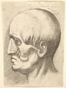 Mužská hlava z profilu vlevo s odhalenými svaly, 1660. od Wenceslaus Hollar