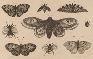 Můry, motýli a včely. od Wenceslaus Hollar