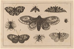 Můry, motýli a včely od Wenceslaus Hollar
