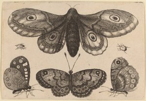 Můra, tři motýli a dva brouci od Wenceslaus Hollar