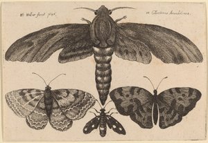 Můra a tři motýli od Wenceslaus Hollar