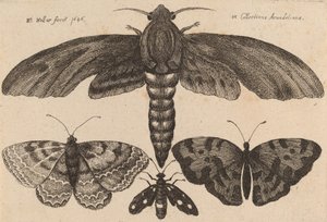 Můra a tři motýli, 1646. od Wenceslaus Hollar