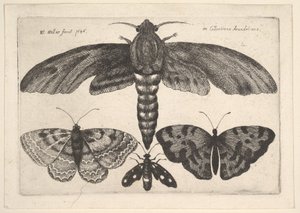 Můra a tři motýli, 1646. od Wenceslaus Hollar