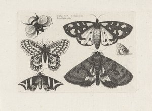 Můry, motýli a čmelák Hmyz (název série) Muscarum Scarabeorum (název série) od Wenceslaus Hollar