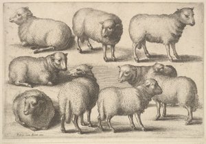 Devět ovcí, 1646. od Wenceslaus Hollar