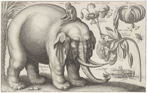 Slon, opice, květiny a hmyz Rostliny a zvířata (název série) Animalium Ferarum (název série na objektu) od Wenceslaus Hollar