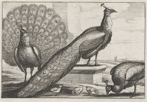 pávi Druh Diversae avium (název série) Různí ptáci (název série) od Wenceslaus Hollar