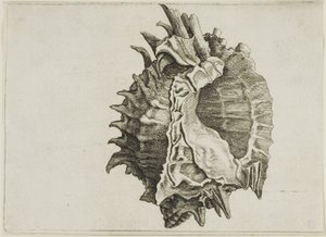 Pink-Mouth Murex (phyllonotus erythrostomus) od Wenceslaus Hollar