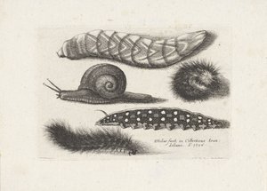 Housenky a šnek Hmyz (název série) Muscarum Scarabeorum (název série) od Wenceslaus Hollar