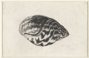 Shell, achatina achatina Mušle (název série) od Wenceslaus Hollar