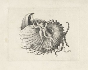 Shell, argonauta nodosa Mušle (název série) od Wenceslaus Hollar