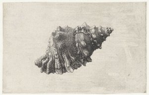 Shell, bursa rubeta Shells (název série) od Wenceslaus Hollar