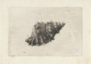 Shell, bursa rubeta Mušle (název série) od Wenceslaus Hollar