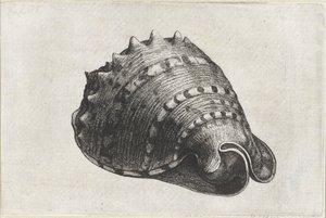 Skořápka, cassis cornuta Mušle (název série) od Wenceslaus Hollar