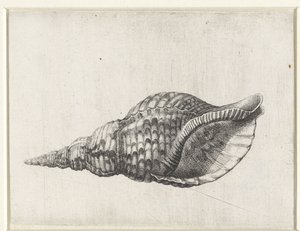 Shell, charonia tritonis Mušle (název série)