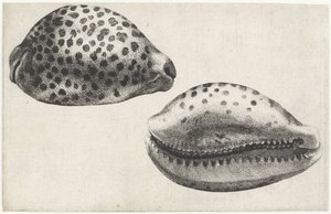 Shell, cypraea tigris Mušle (název série) od Wenceslaus Hollar