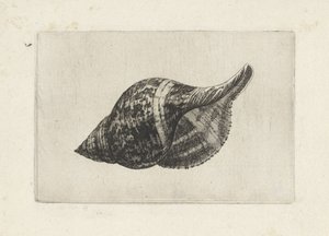 Shell, fasciolaria tulipa Shells (název série) od Wenceslaus Hollar
