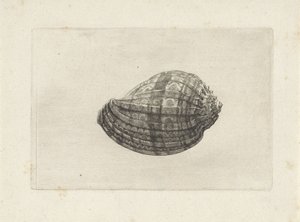 Shell, harpa major Mušle (název série) od Wenceslaus Hollar